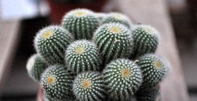 仙人球养护攻略，懒人也能养得圆滚滚还开花 - 今日头条