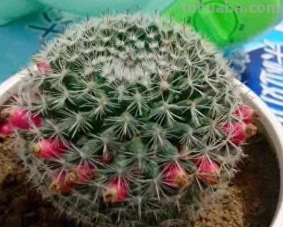 仙人球多久浇一次水？ - 今日头条