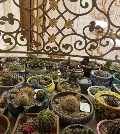 花友说：种仙人球8个年头了，像大姐一样折腾，估计我的命保不住 - 图画吧TUHUABA