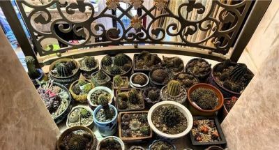 花友说：种仙人球8个年头了，像大姐一样折腾，估计我的命保不住 - 图画吧TUHUABA