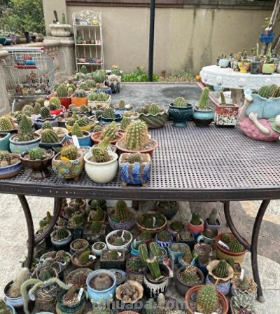 花友说：种仙人球8个年头了，像大姐一样折腾，估计我的命保不住 - 图画吧TUHUABA