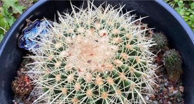 花友说：种仙人球8个年头了，像大姐一样折腾，估计我的命保不住 - 图画吧TUHUABA