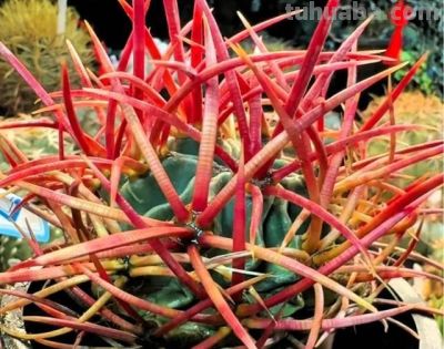 花友说：种仙人球8个年头了，像大姐一样折腾，估计我的命保不住 - 图画吧TUHUABA