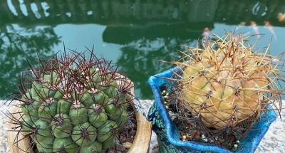 花友说：种仙人球8个年头了，像大姐一样折腾，估计我的命保不住 - 图画吧TUHUABA