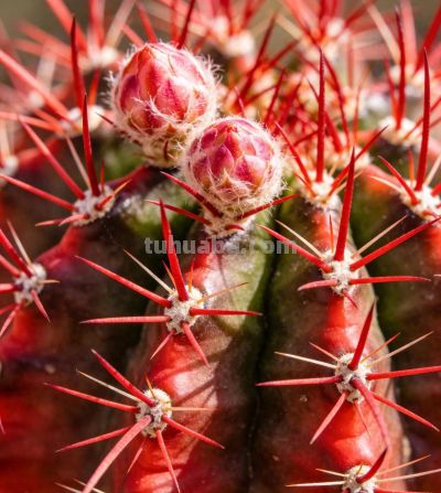 3岁的仙人球，被上海小姐姐养成“龙猫”，网友：真会卖萌！ - 今日头条