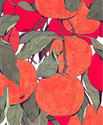 独特的造型，漂亮的色彩，这水果和植物画的太好看啦！ - 图画吧TUHUABA