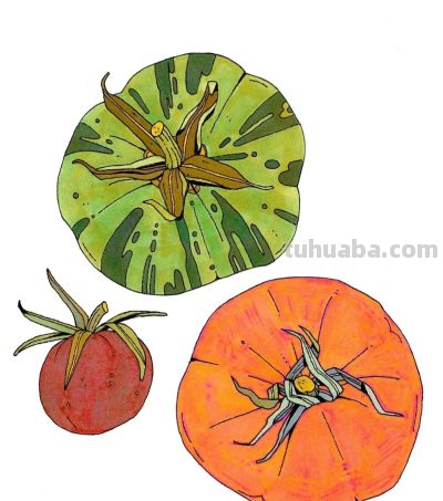 独特的造型，漂亮的色彩，这水果和植物画的太好看啦！ - 图画吧TUHUABA