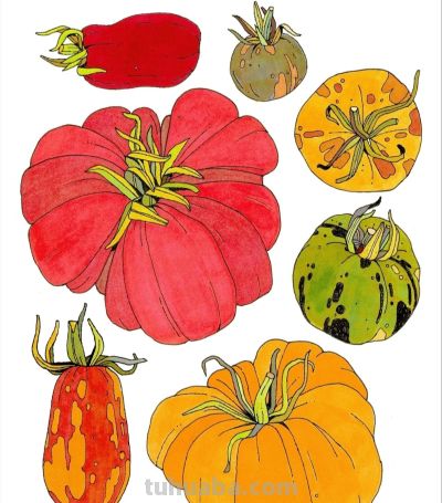 独特的造型，漂亮的色彩，这水果和植物画的太好看啦！ - 图画吧TUHUABA