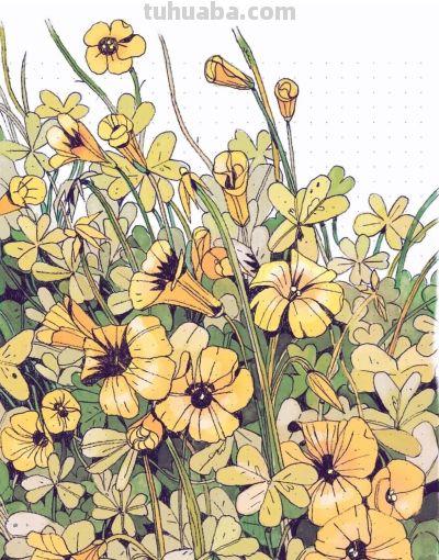 独特的造型，漂亮的色彩，这水果和植物画的太好看啦！ - 图画吧TUHUABA