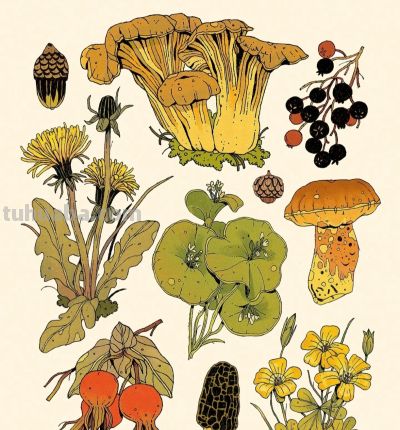 独特的造型，漂亮的色彩，这水果和植物画的太好看啦！ - 图画吧TUHUABA