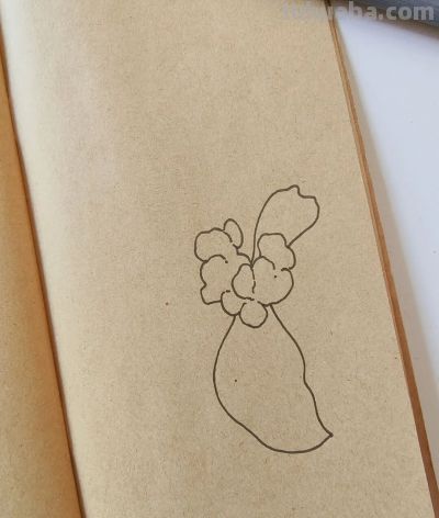 零基础线描，30 分钟完成的手绘花卉，附详细步骤 - 图画吧TUHUABA