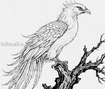 “画说”线条凝野性丨黑白简笔画捕捉动物瞬间 - 今日头条