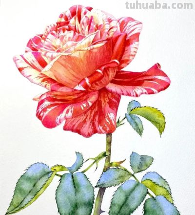 水彩笔下的绘画却美翻一大批人！这强悍技法，深深的看跪了！ - 图画吧TUHUABA