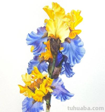 水彩笔下的绘画却美翻一大批人！这强悍技法，深深的看跪了！ - 图画吧TUHUABA