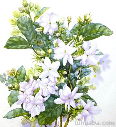 水彩笔下的绘画却美翻一大批人！这强悍技法，深深的看跪了！ - 图画吧TUHUABA