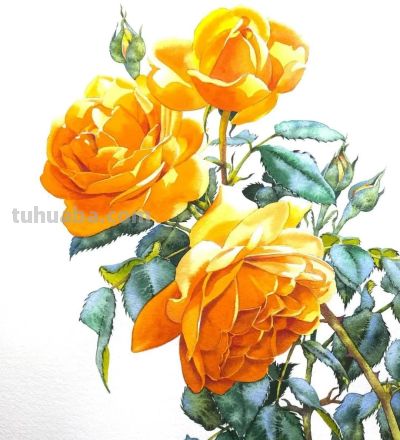 水彩笔下的绘画却美翻一大批人！这强悍技法，深深的看跪了！ - 图画吧TUHUABA