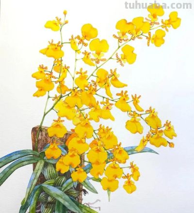 水彩笔下的绘画却美翻一大批人！这强悍技法，深深的看跪了！ - 图画吧TUHUABA