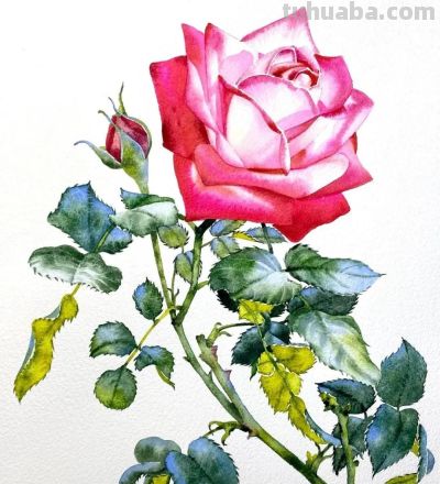 水彩笔下的绘画却美翻一大批人！这强悍技法，深深的看跪了！ - 图画吧TUHUABA