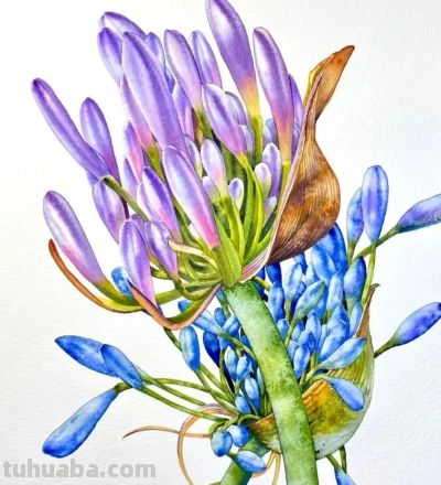 水彩笔下的绘画却美翻一大批人！这强悍技法，深深的看跪了！ - 图画吧TUHUABA