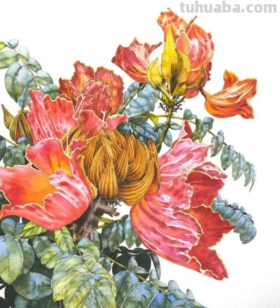 水彩笔下的绘画却美翻一大批人！这强悍技法，深深的看跪了！ - 图画吧TUHUABA