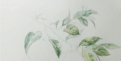 「合尚教育」水彩教学五步学会水彩画桃子水果 - 图画吧TUHUABA