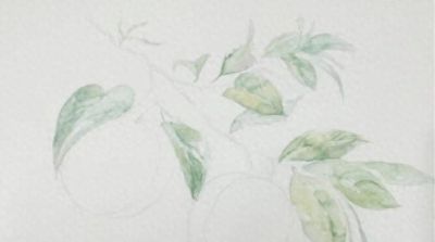 「合尚教育」水彩教学五步学会水彩画桃子水果 - 今日头条