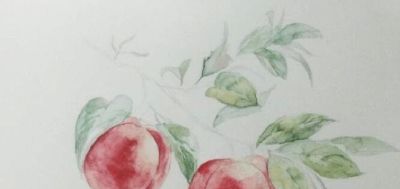 「合尚教育」水彩教学五步学会水彩画桃子水果 - 图画吧TUHUABA