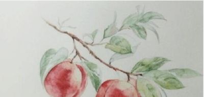 「合尚教育」水彩教学五步学会水彩画桃子水果 - 图画吧TUHUABA