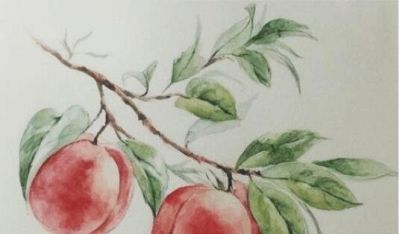 「合尚教育」水彩教学五步学会水彩画桃子水果 - 图画吧TUHUABA