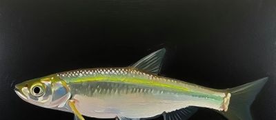 《芥子园画谱》里的鱼类画，艺术与自然的完美“水”融！ - 图画吧TUHUABA