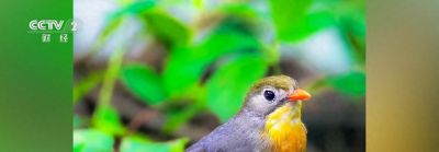 “观鸟”“拍鸟”受青睐 热门摄影器材销量攀升 - 图画吧TUHUABA