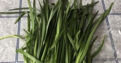 这些蔬菜在家里也能种，吃起来方便还省钱 - 图画吧TUHUABA