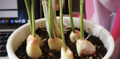 这些蔬菜在家里也能种，吃起来方便还省钱 - 今日头条