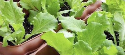 这些蔬菜在家里也能种，吃起来方便还省钱 - 图画吧TUHUABA