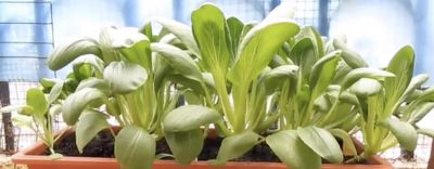 这些蔬菜在家里也能种，吃起来方便还省钱 - 图画吧TUHUABA