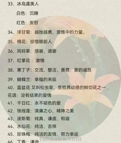 100种花语大全 ！建议收藏！ - 图画吧TUHUABA