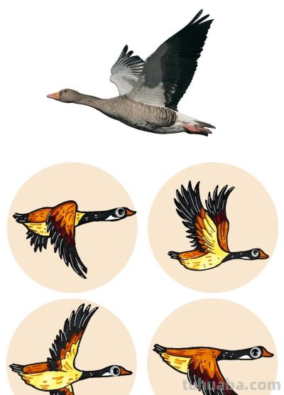 儿童画教程｜鸟的迁徙：秋风起，雁南飞 - 图画吧TUHUABA