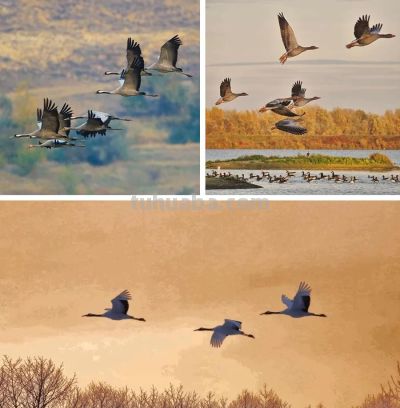 儿童画教程｜鸟的迁徙：秋风起，雁南飞 - 图画吧TUHUABA