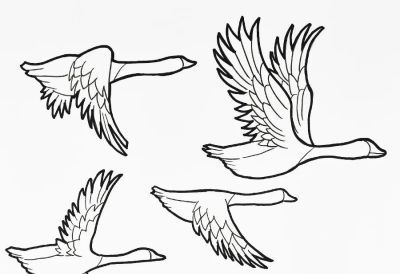 儿童画教程｜鸟的迁徙：秋风起，雁南飞 - 图画吧TUHUABA