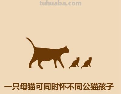 1分钟比较猫和狗 - 今日头条 1分钟比较猫和狗 - 图画吧TUHUABA