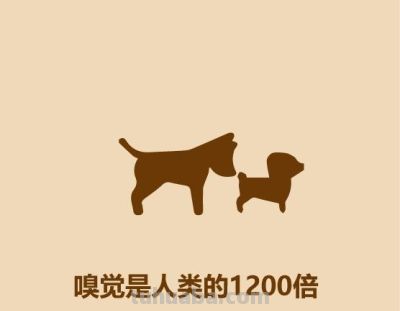 1分钟比较猫和狗 - 今日头条 1分钟比较猫和狗 - 图画吧TUHUABA