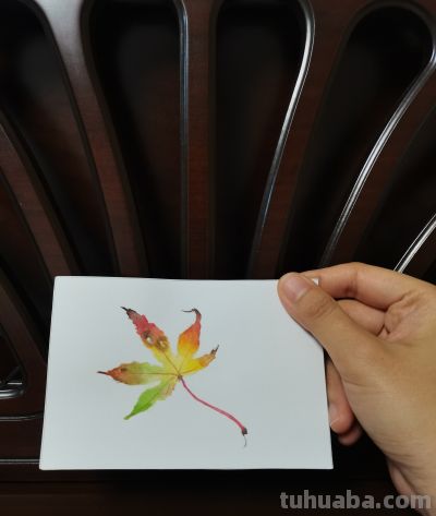 47 枫叶（绘画 水彩 果花甘06） - 图画吧TUHUABA