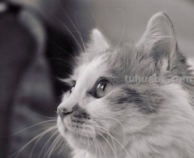 微单VS单反:2026年摄影器材终极对决,谁才是你的创作利器? - 今日头条 微单VS单反:2026年摄影器材终极对决,谁才是你的创作利器? - 图画吧TUHUABA