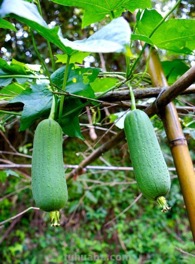 家庭限根种植丝瓜、南瓜技术措施 - 今日头条