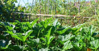 家庭限根种植丝瓜、南瓜技术措施 - 图画吧TUHUABA