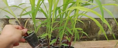 把一截干玉米埋到土里会发生什么？记录家庭种植紫色玉米全过程 - 图画吧TUHUABA