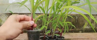 把一截干玉米埋到土里会发生什么？记录家庭种植紫色玉米全过程 - 图画吧TUHUABA