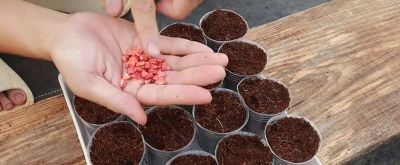 把一截干玉米埋到土里会发生什么？记录家庭种植紫色玉米全过程 - 图画吧TUHUABA