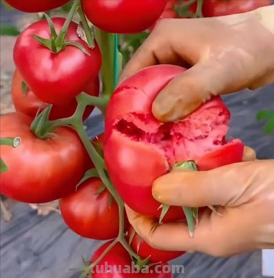 家庭种菜这几个老品种不要错过,新品种再牛也难比它们这些优势 - 今日头条 家庭种菜这几个老品种不要错过,新品种再牛也难比它们这些优势 - 图画吧TUHUABA