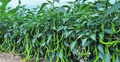 家庭种菜这几个老品种不要错过,新品种再牛也难比它们这些优势 - 今日头条 家庭种菜这几个老品种不要错过,新品种再牛也难比它们这些优势 - 图画吧TUHUABA